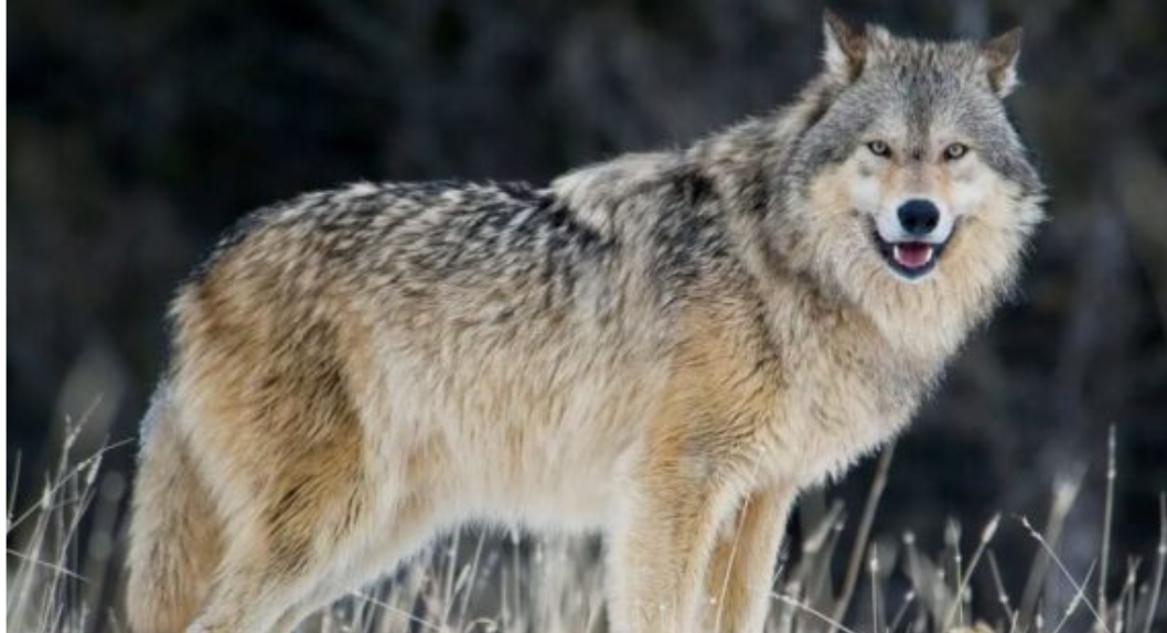 Read more about the article The wild frontier of animal welfare….