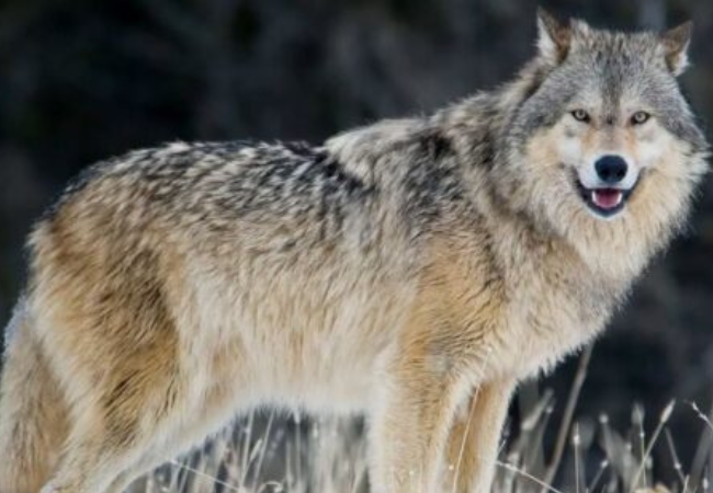 Read more about the article The wild frontier of animal welfare