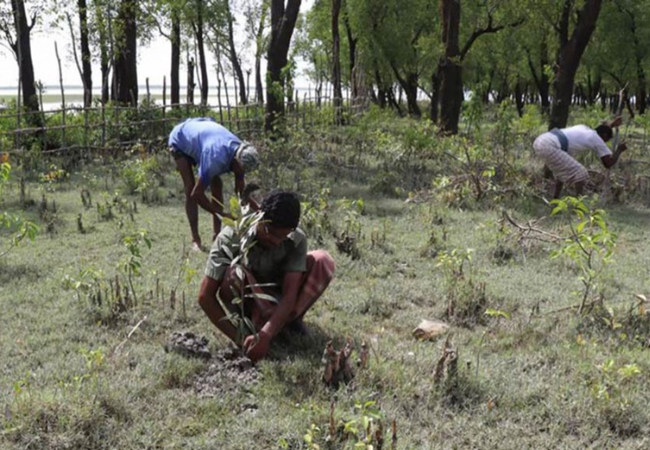 Read more about the article Govt afforests over 25,000 hectares of land in nearly three years