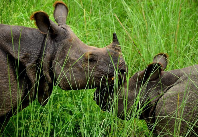 Read more about the article Rhino numbers recover, but new threats emerge
