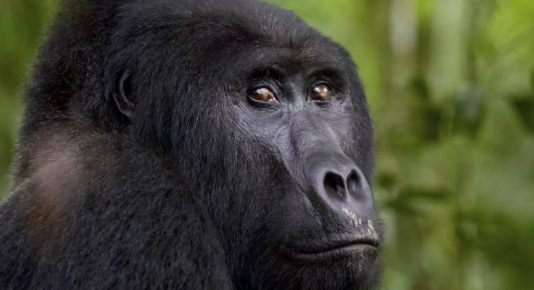 Read more about the article Wildlife in ‘catastrophic decline’ due to human destruction, scientists warn