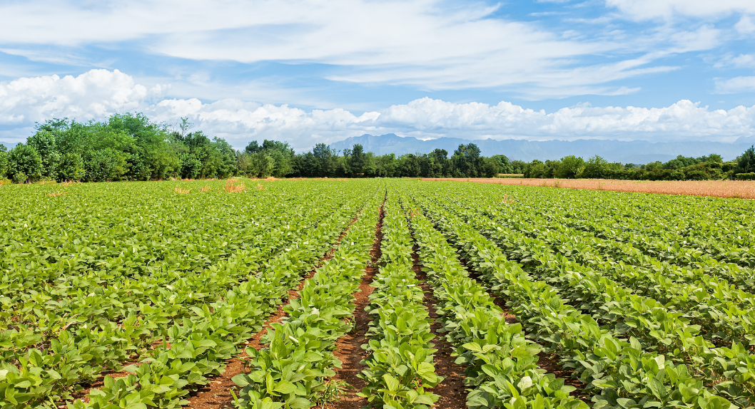 Revitalising Bangladesh’s agriculture sector