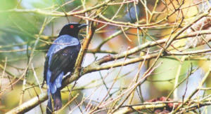Read more about the article বন-পাহাড়ের নীলপরি