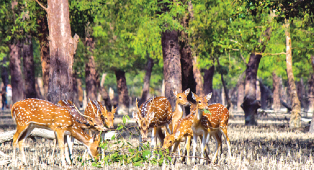 You are currently viewing Sundarbans tourism businesses look for reopening