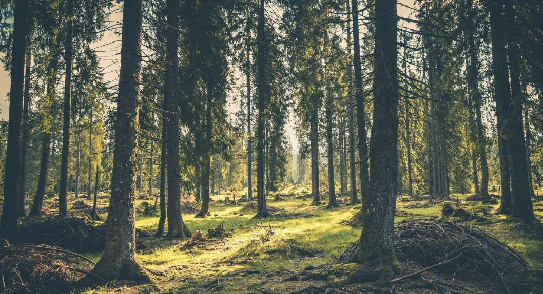 Read more about the article World Forestry Day: Emphasizing the need to conserve, protect and expand forests