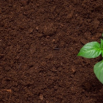 soil