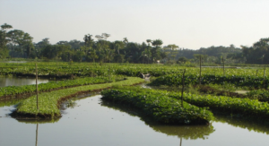 Read more about the article Is floating agriculture a nature-based solution?